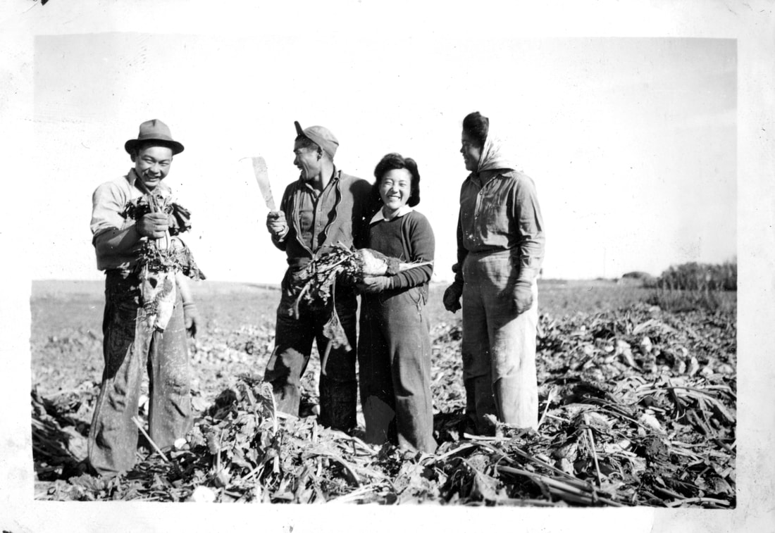Adults picking sugar beets