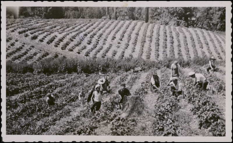 Workers-at-the-Yamamoto-berry-farm